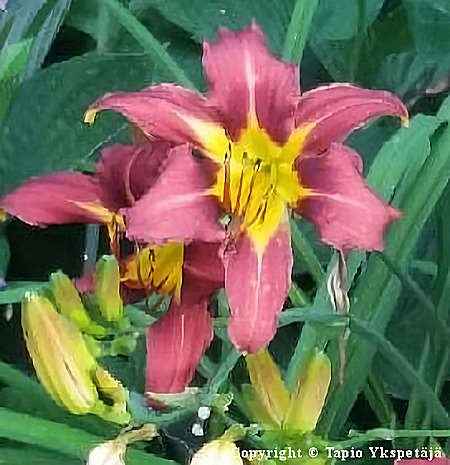 Hemerocallis Hybrida-Ryhm 'Purple Waters', tarhapivnlilja